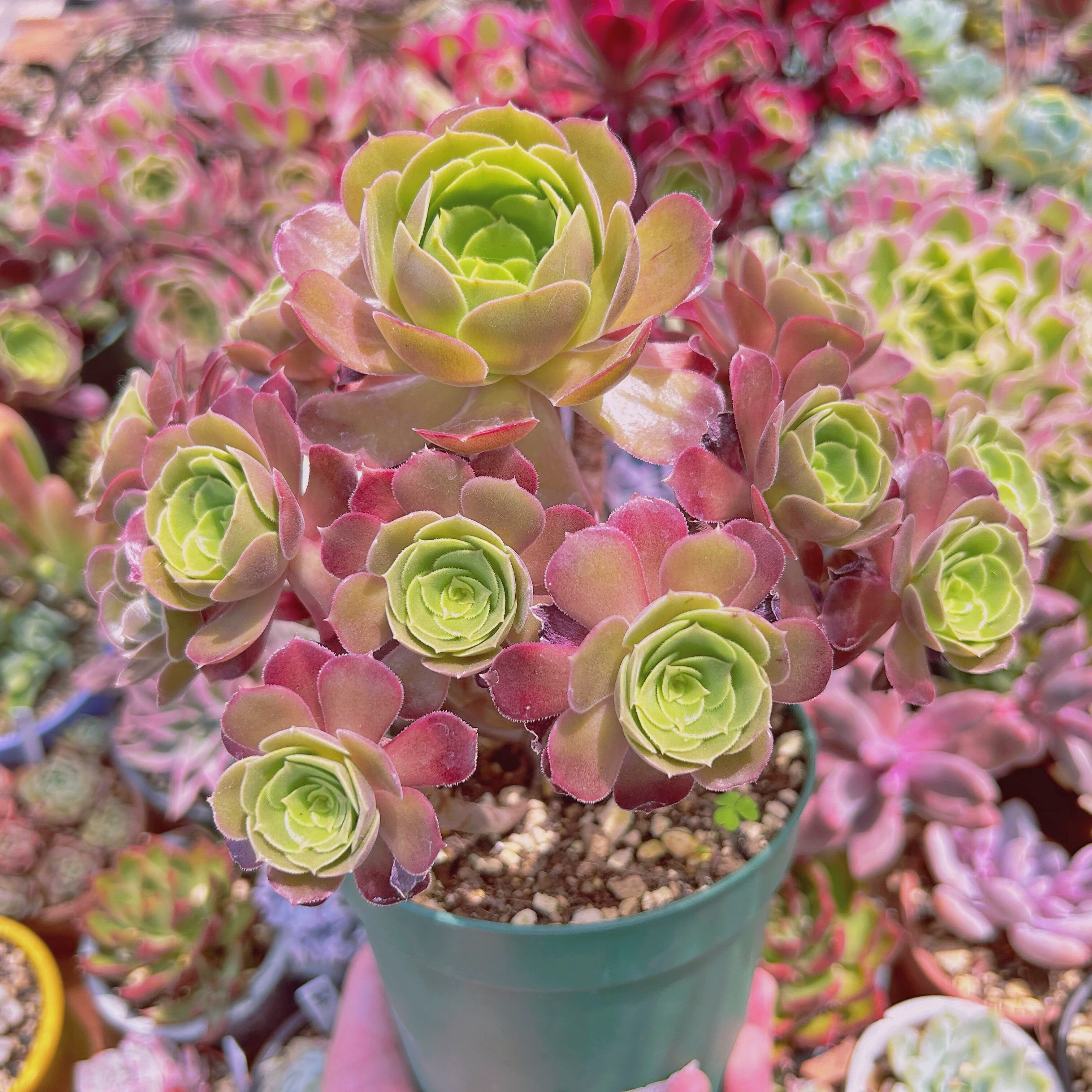 044現物 多肉植物 ローズ法師 特大 抜き苗 | るる農園~多肉植物専門