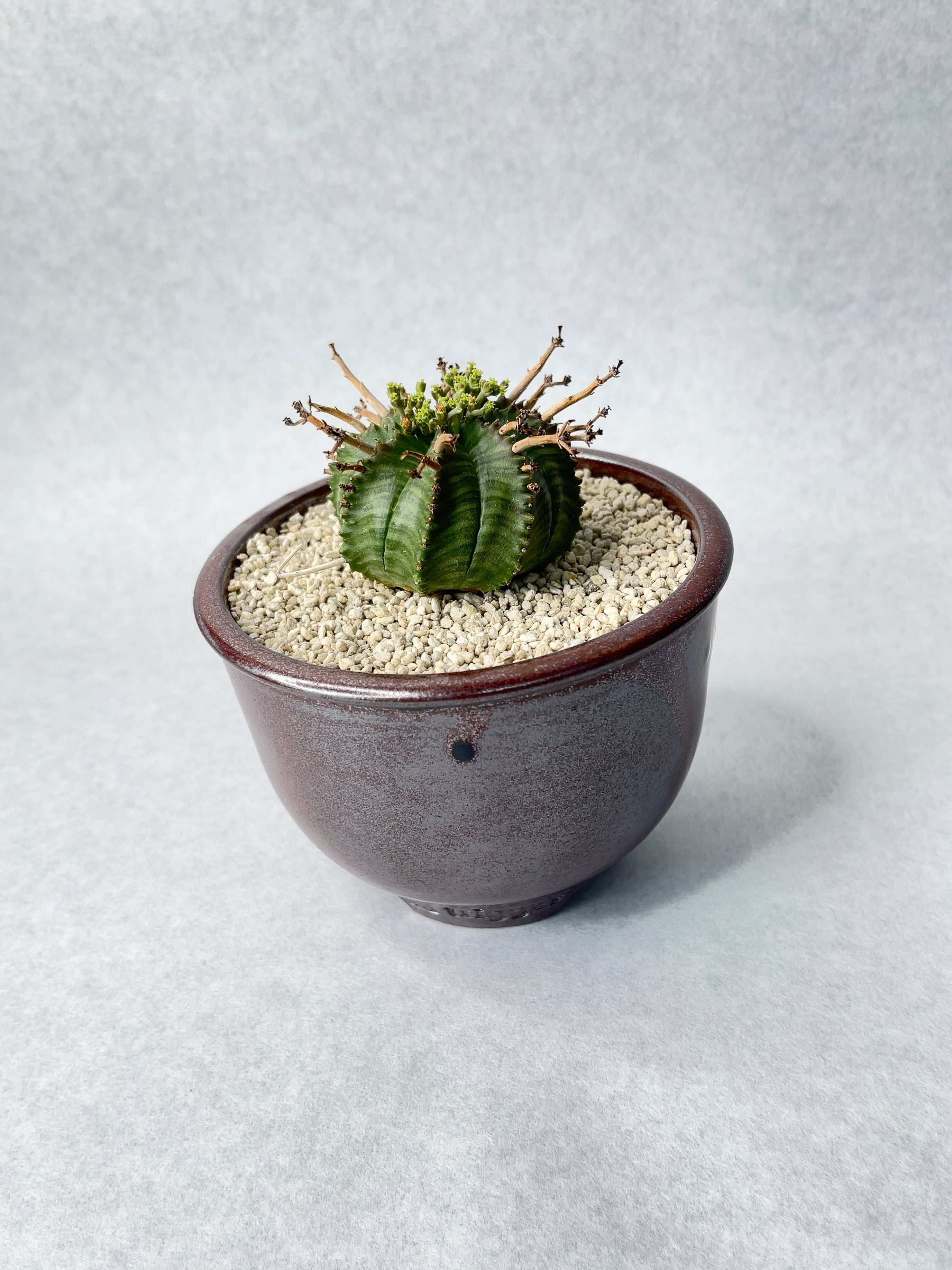 ユーフォルビア　バリダ　スーパーバリダ　valiem鉢付き ユーフォルビア バリダ スーパーバリダ valiem鉢付き ユーフォルビア