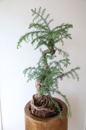 【L】アローカリア/Araucaria heterophylla　※ウッドポット別売り