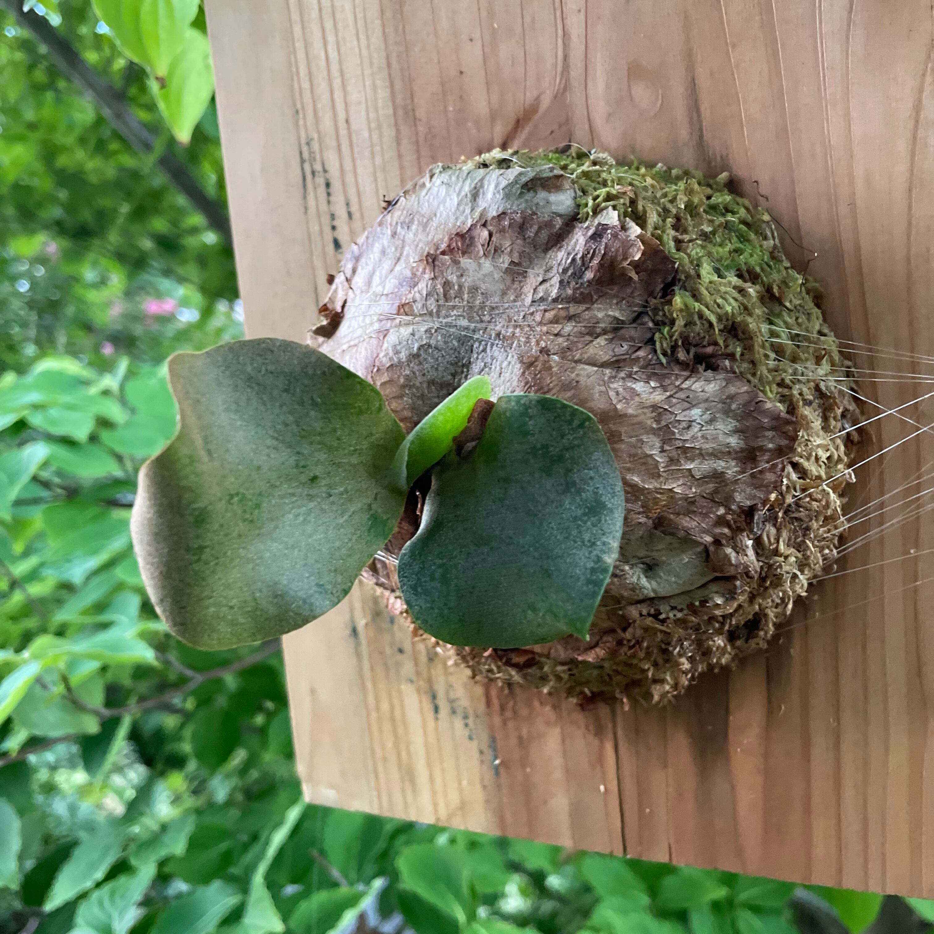 P.willinckii cv. Aydan ビカクシダ 子株 dwarf 驚きの価格 P