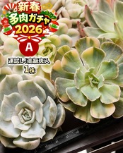 NEW YEAR 2026円 ガチャ！ 運試し ランダム高級斑入り種 1株