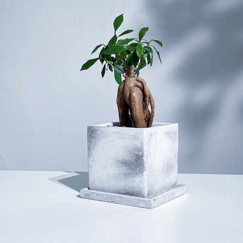 ガジュマル Ficus malacocarpa ガジュマル Ficus malacocarpa