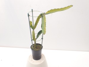 Selenicereus(Hylocereus) 斑入り　鉢直径１１．５ｃｍ　あんどん仕立て