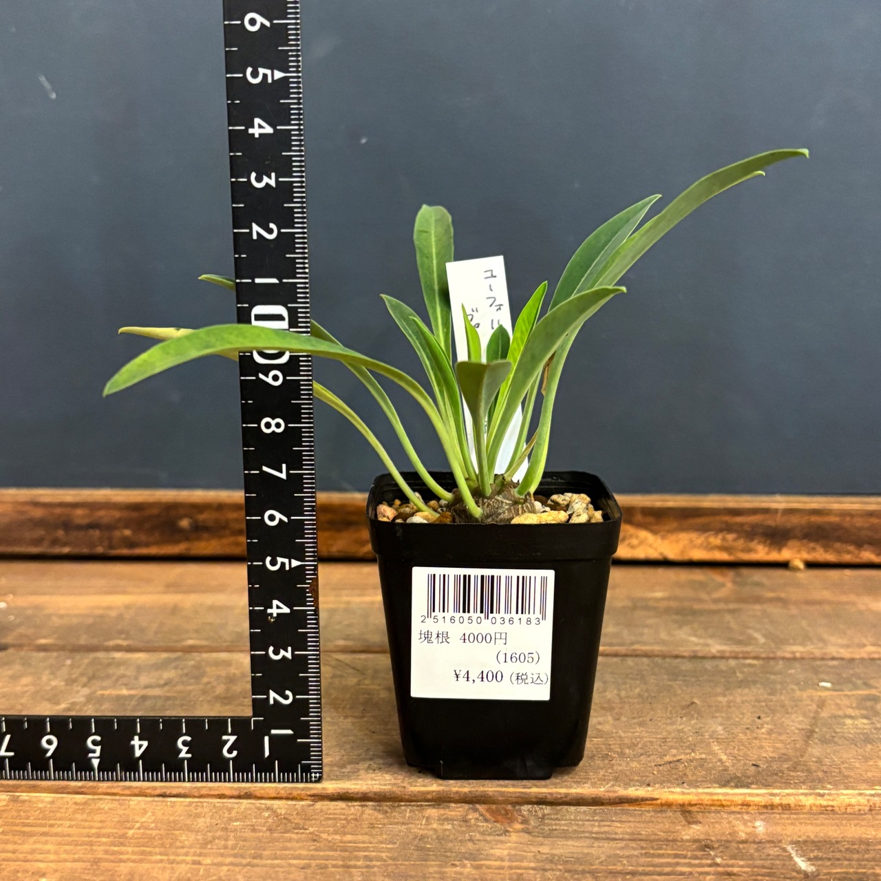 ユーフォルビア　鉄甲丸(ブプレウリフォリア)【739】