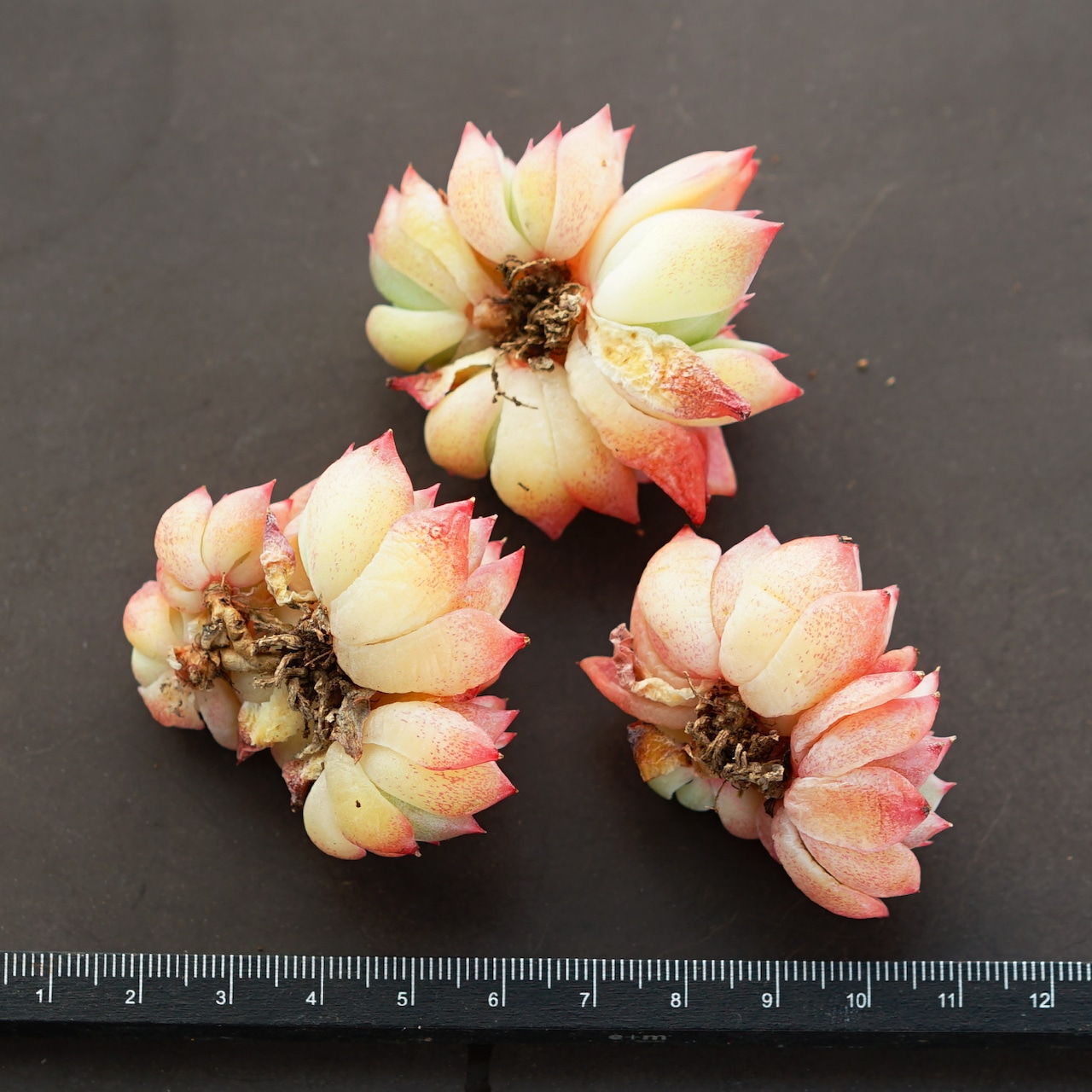 発根済カット苗 AKマリア 3〜5頭群生 Echeveria 'AK Maria'