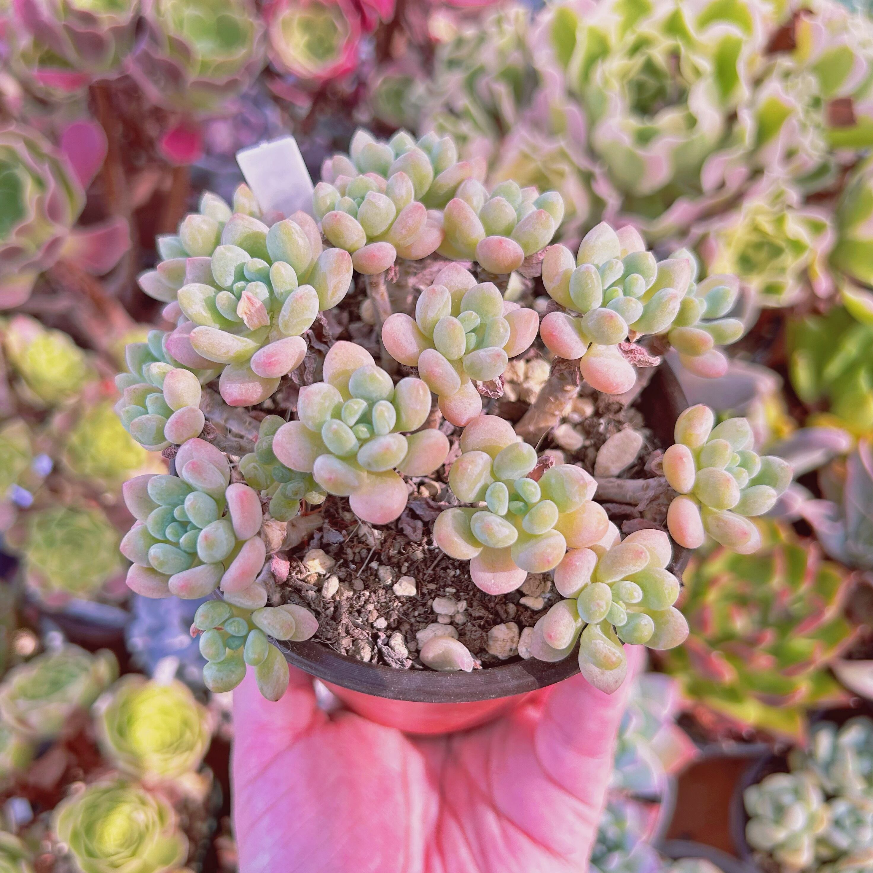 現物 多肉植物 ストロベリーミルク 抜き苗 | るる農園~多肉植物専門