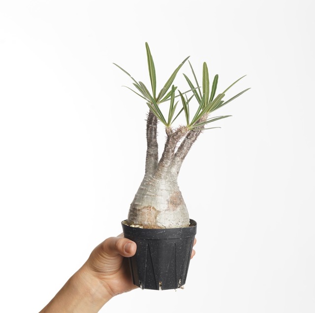 パキポディウム グラキリス no.11〈発根済み〉