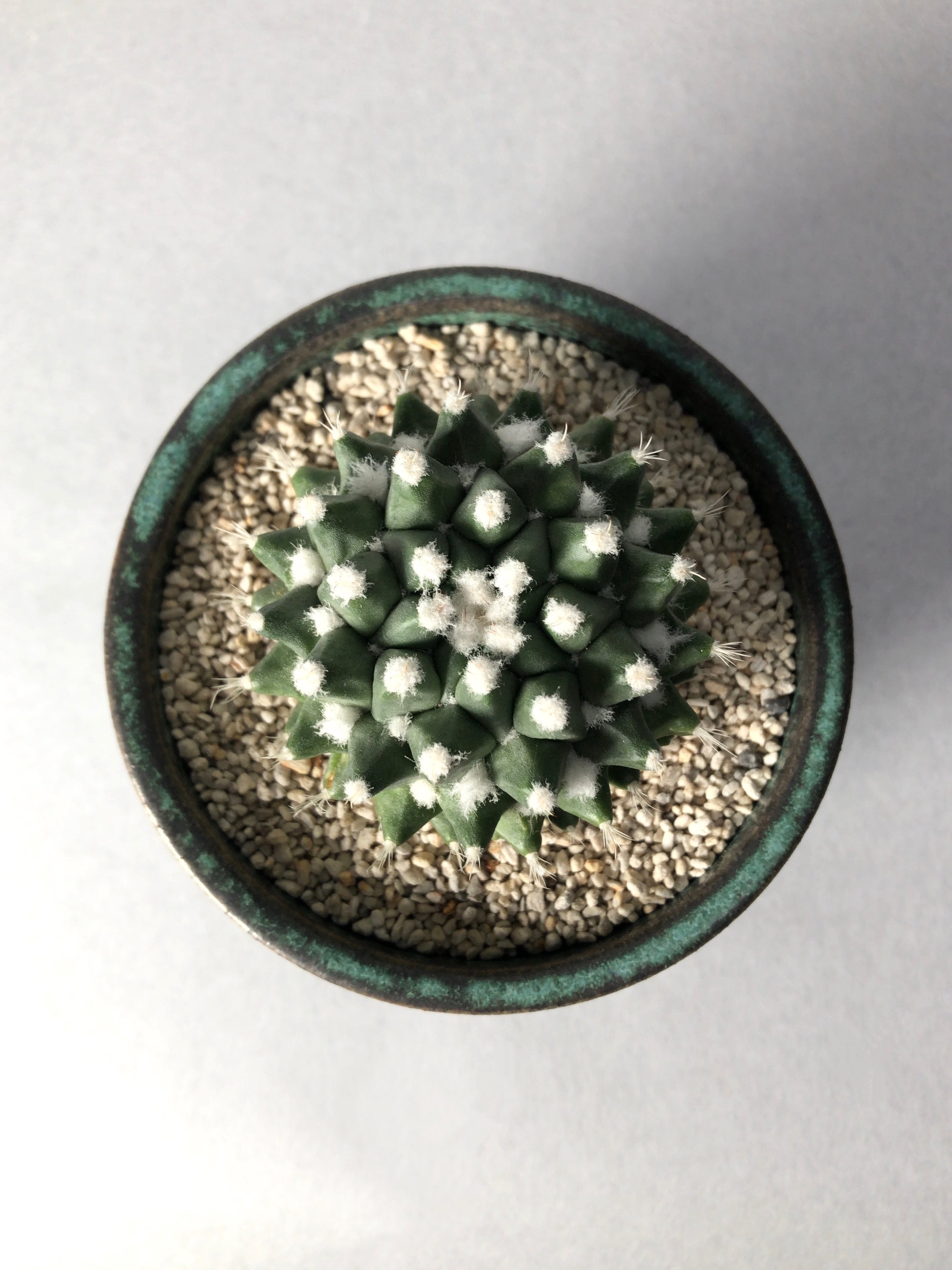 マミラリア・エルサム | trigger