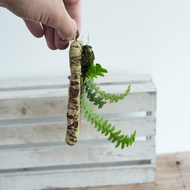 アングレカム ディスティカム Angraecum distichum【ミニコルク着生ラン】＃02