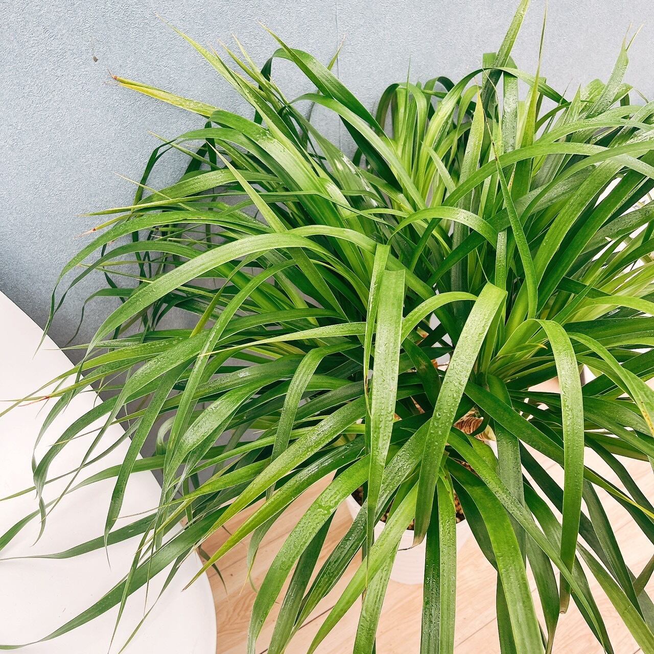 ドラセナカンボジアーナ 観葉植物　　　 希少品種！ドラセナ カンボジアーナ」 ⁡ ⁡ 10号鉢 高さ160センチ