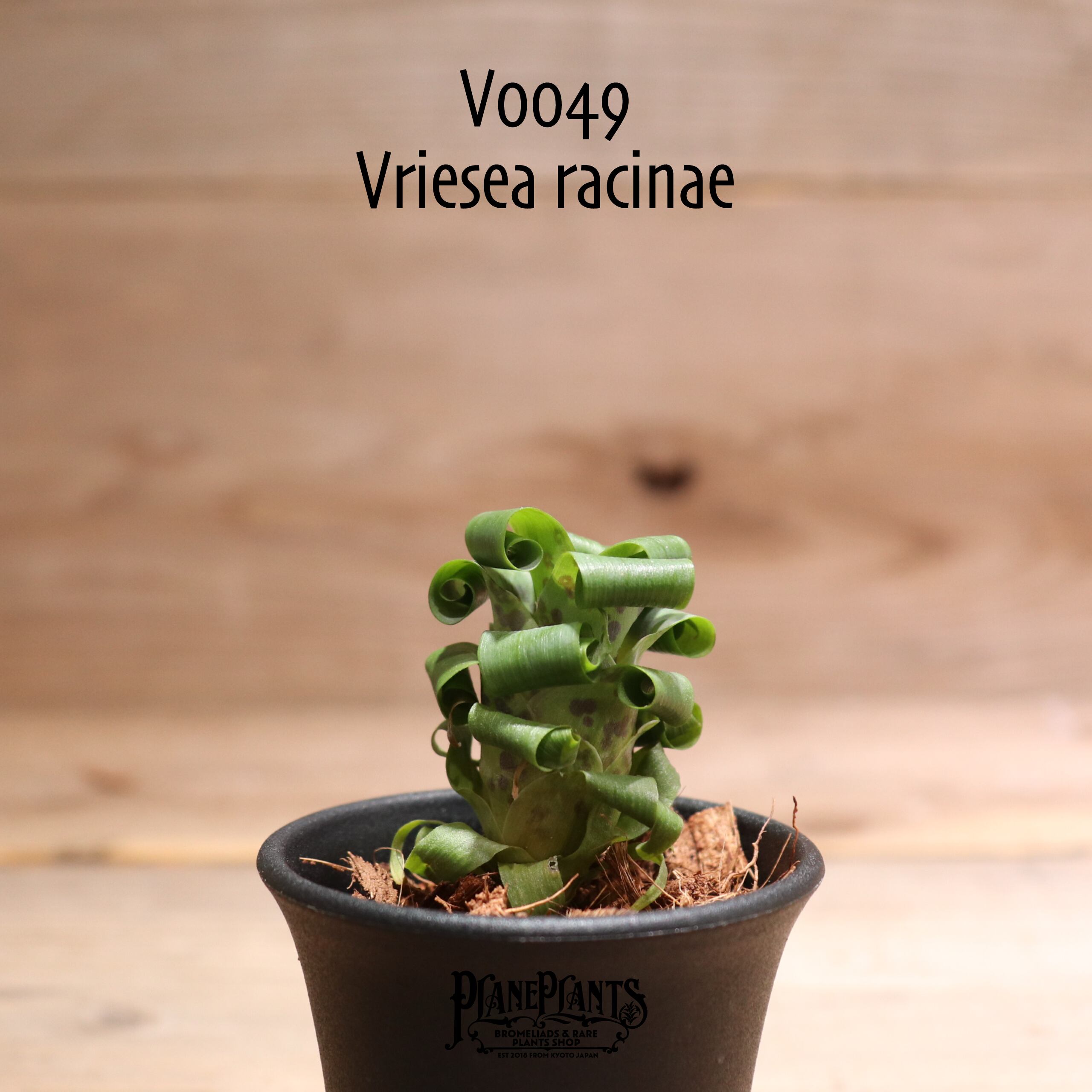 【送料無料】racinae〔フリーセア〕現品発送V0049