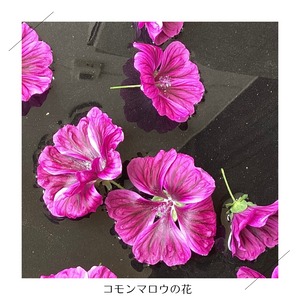 ＜クール便・5/23（土）収穫・発送＞【さらに大きいサイズ】季節のお野菜セット