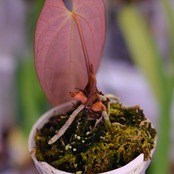 Papillilaminum(Fort Sherman) × Anthurium King of spades(KOS)│パピリラミナム × アンスリウム・キング オブ スペード│観葉植物