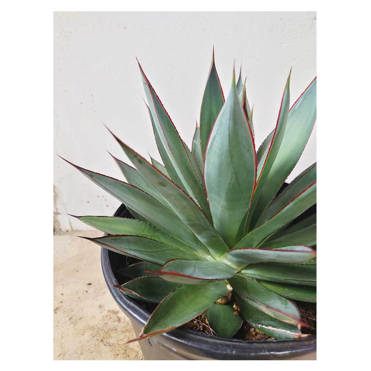 アガベ Agave ' Glow' 218 Agave Blue Glow | Seeding