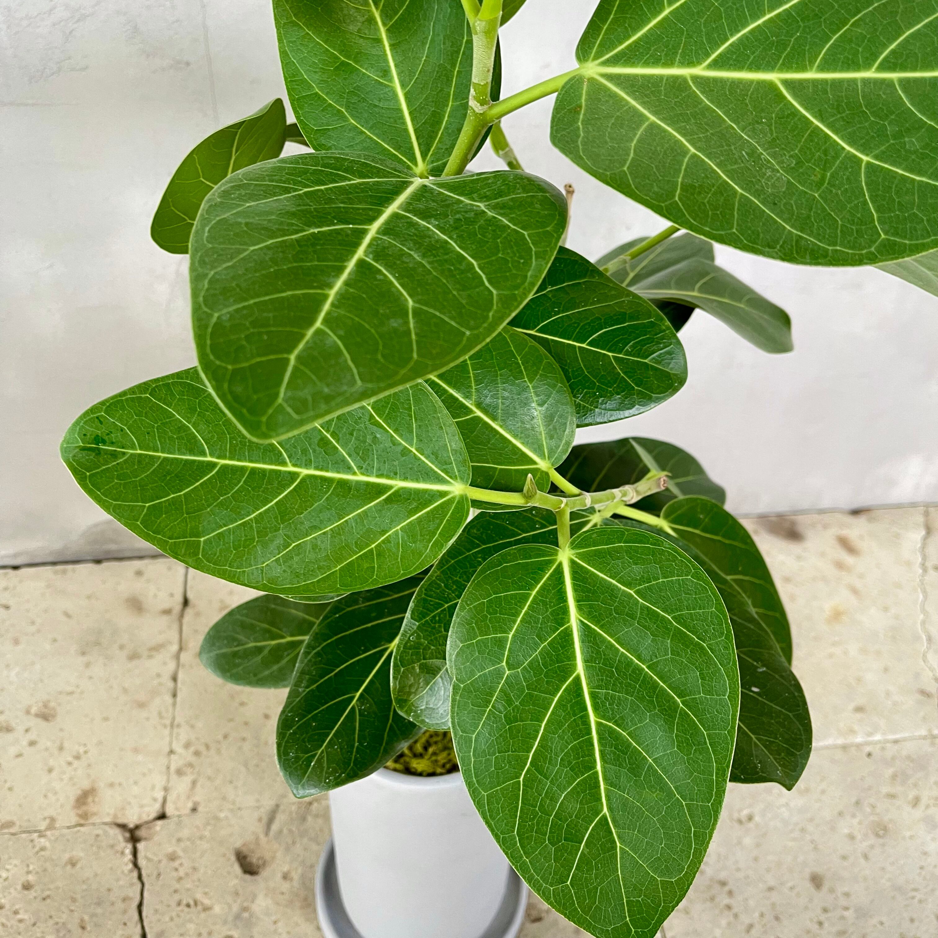 フィカス ベンガレンシス 天然苔盆栽仕立て 陶器鉢 植え込み発送  