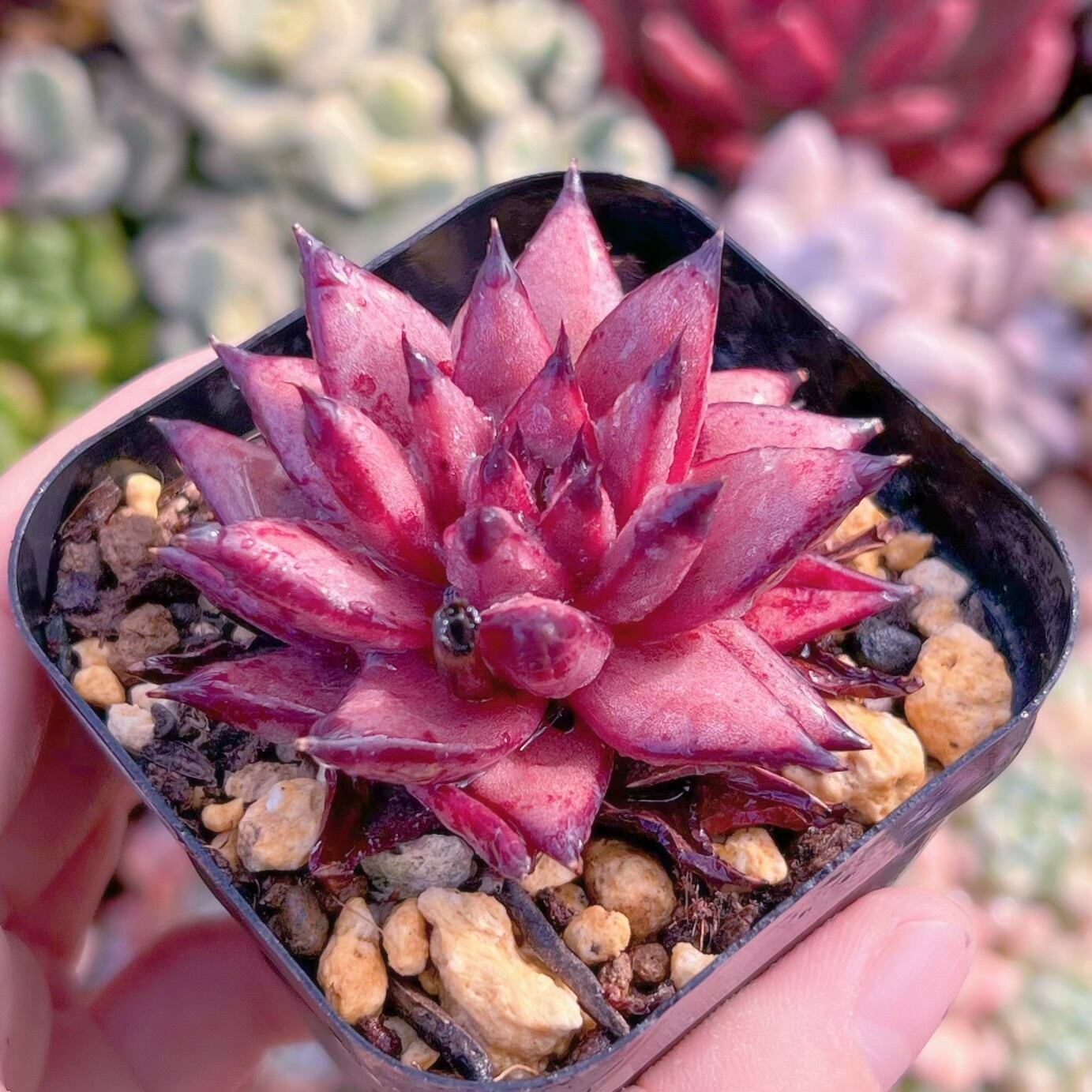 現品　アガボイデス#670    古株   るる農園