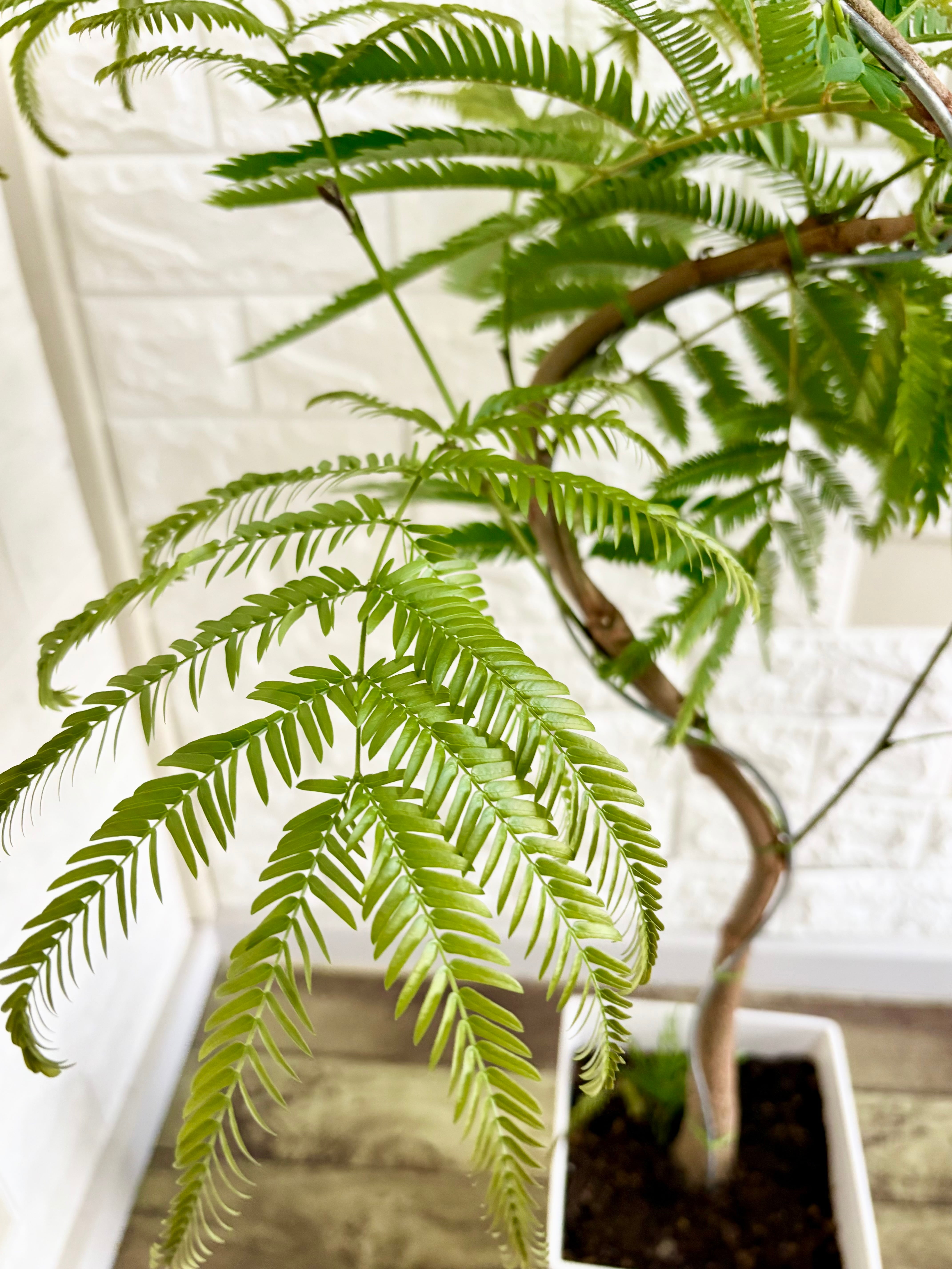 現品】人気 エバーフレッシュ 2重螺旋曲がり樹形 7号鉢 観葉植物 現品