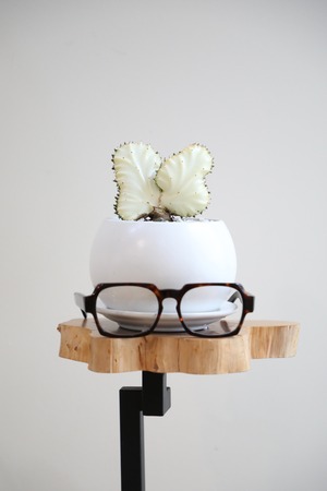 【S】ユーフォルビア ラクティア 綴化/Euphorbia lactea　※陶器鉢付き