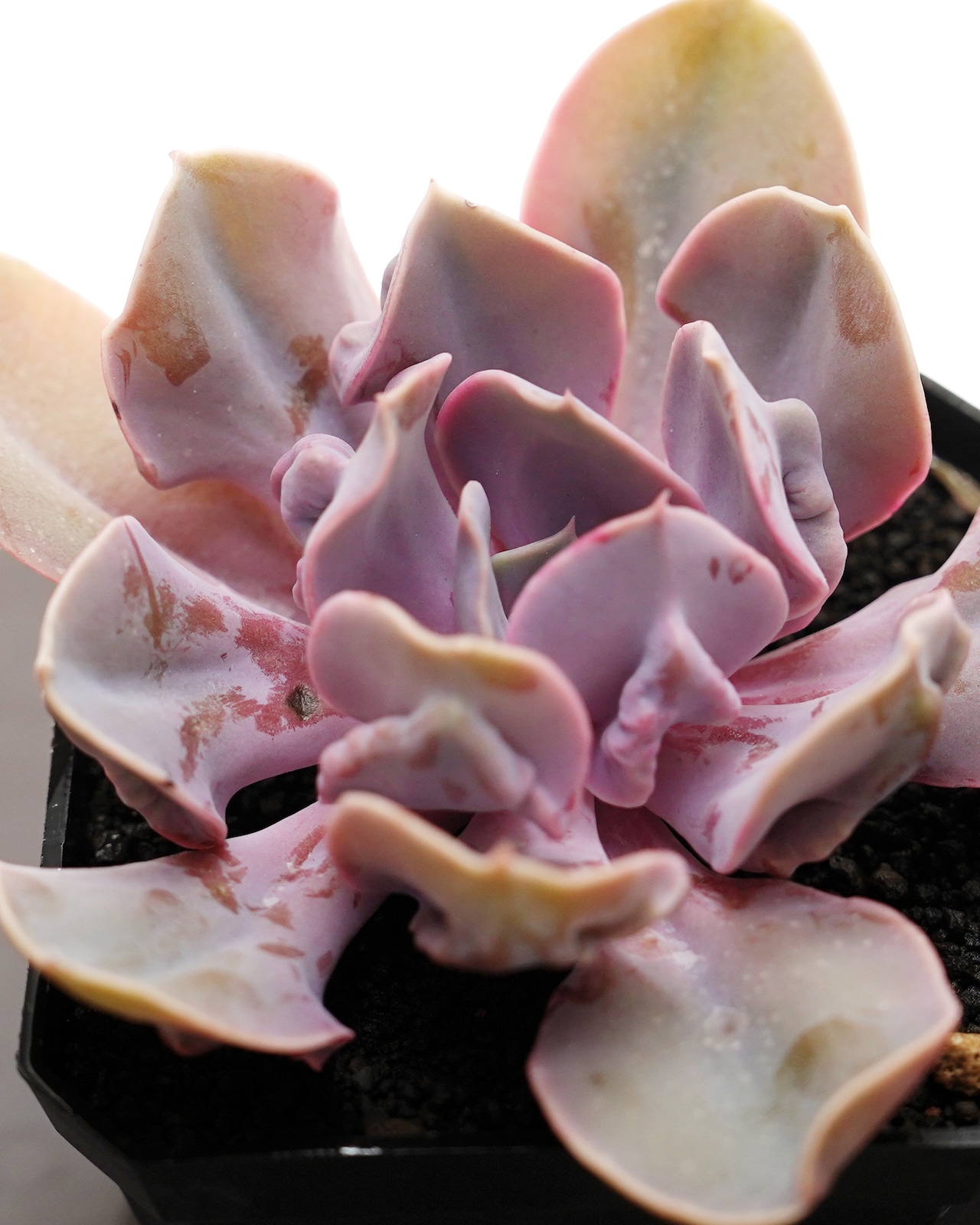 カット苗 ラブパール Echeveria 'Love Pearls'