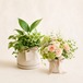 観葉植物と季節の花のギフトセット 8,800円｜花とグリーンの贈り物