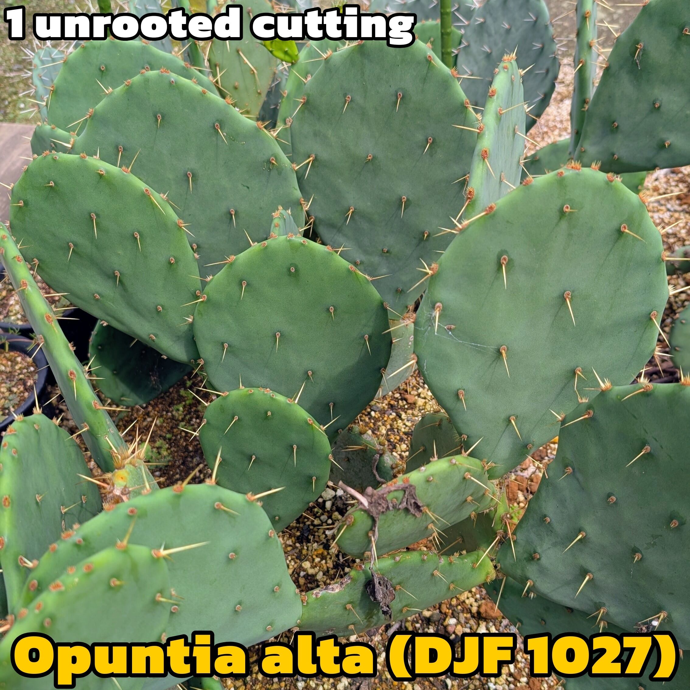 輸入苗 opuntia cymochila djf933 オプンチア サボテン 植物苗/カット茎節1枚】Opuntia alta (DJF 1027)/オプンチア・アルタ