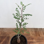 Pachycormus discolor【パキコルムス・ディスカラー・象の木】