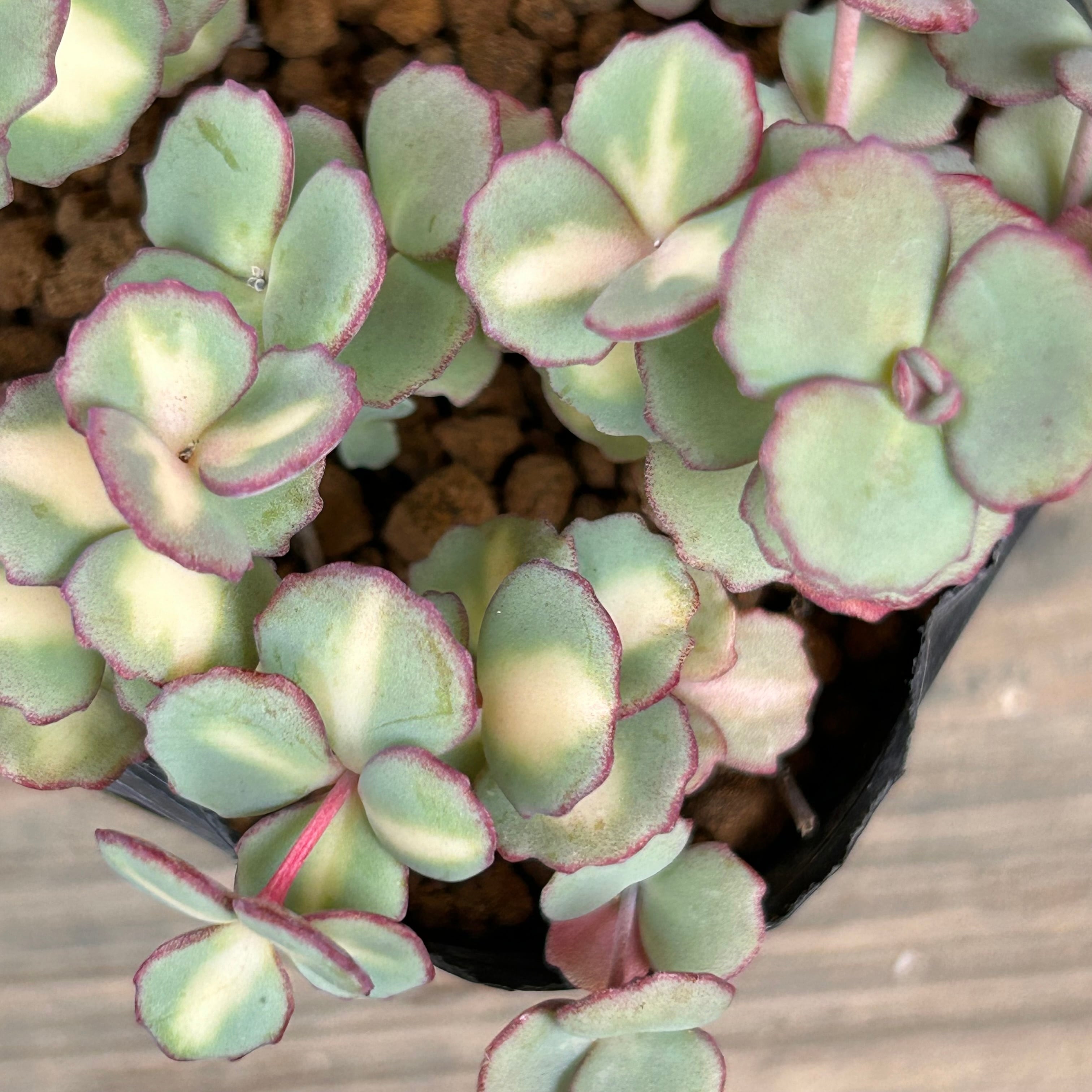 斑入りミセバヤ | RuPo 多肉植物専門店