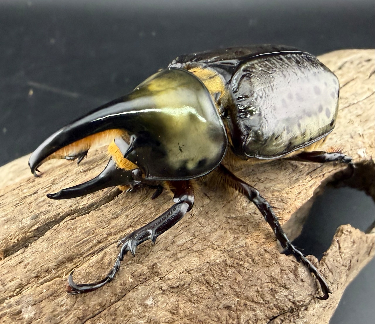 《ティティウスシロカブト 61.5mm ペア》