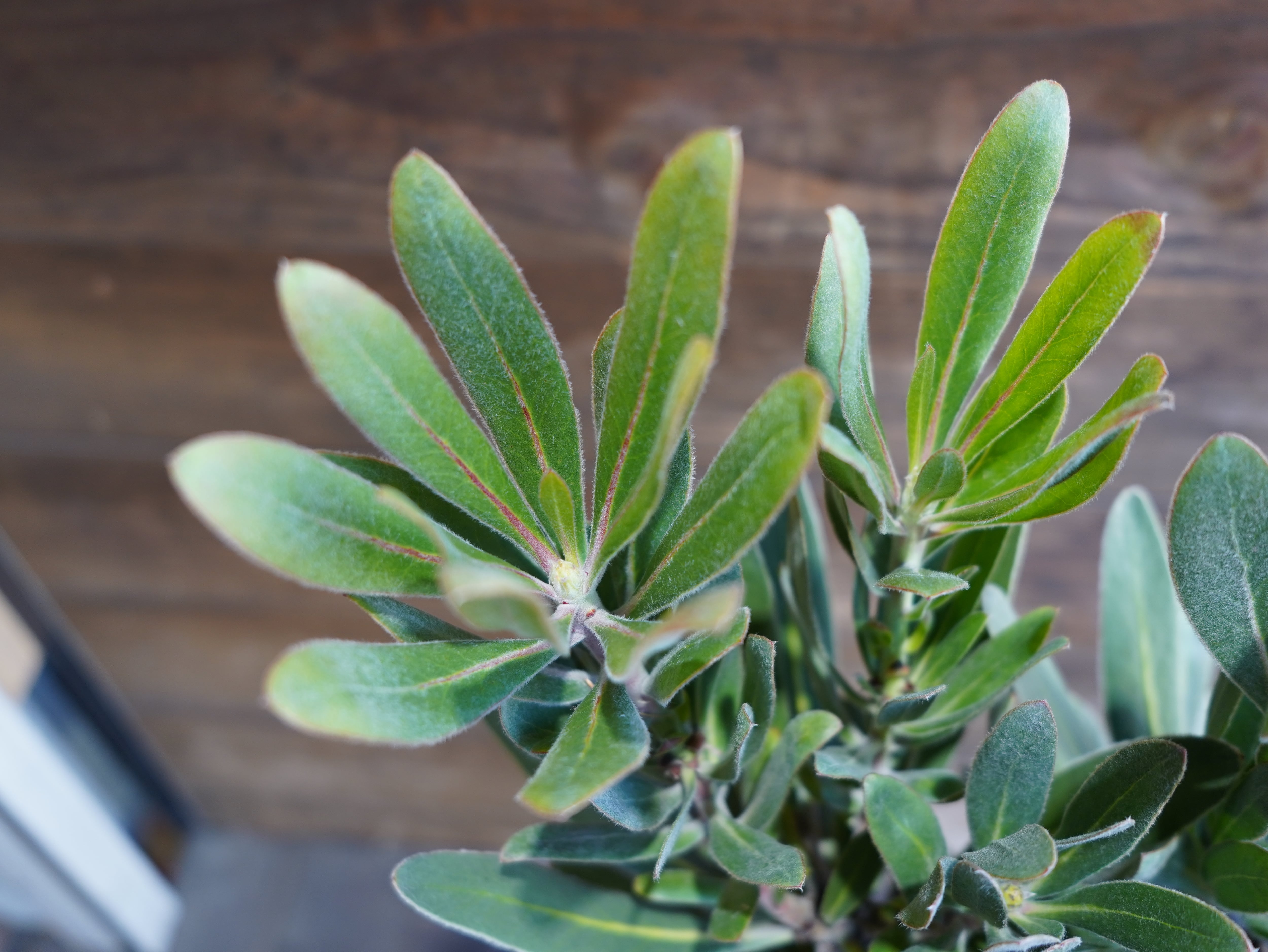 【現物】プロテア ”スペシャルピンクアイス” B