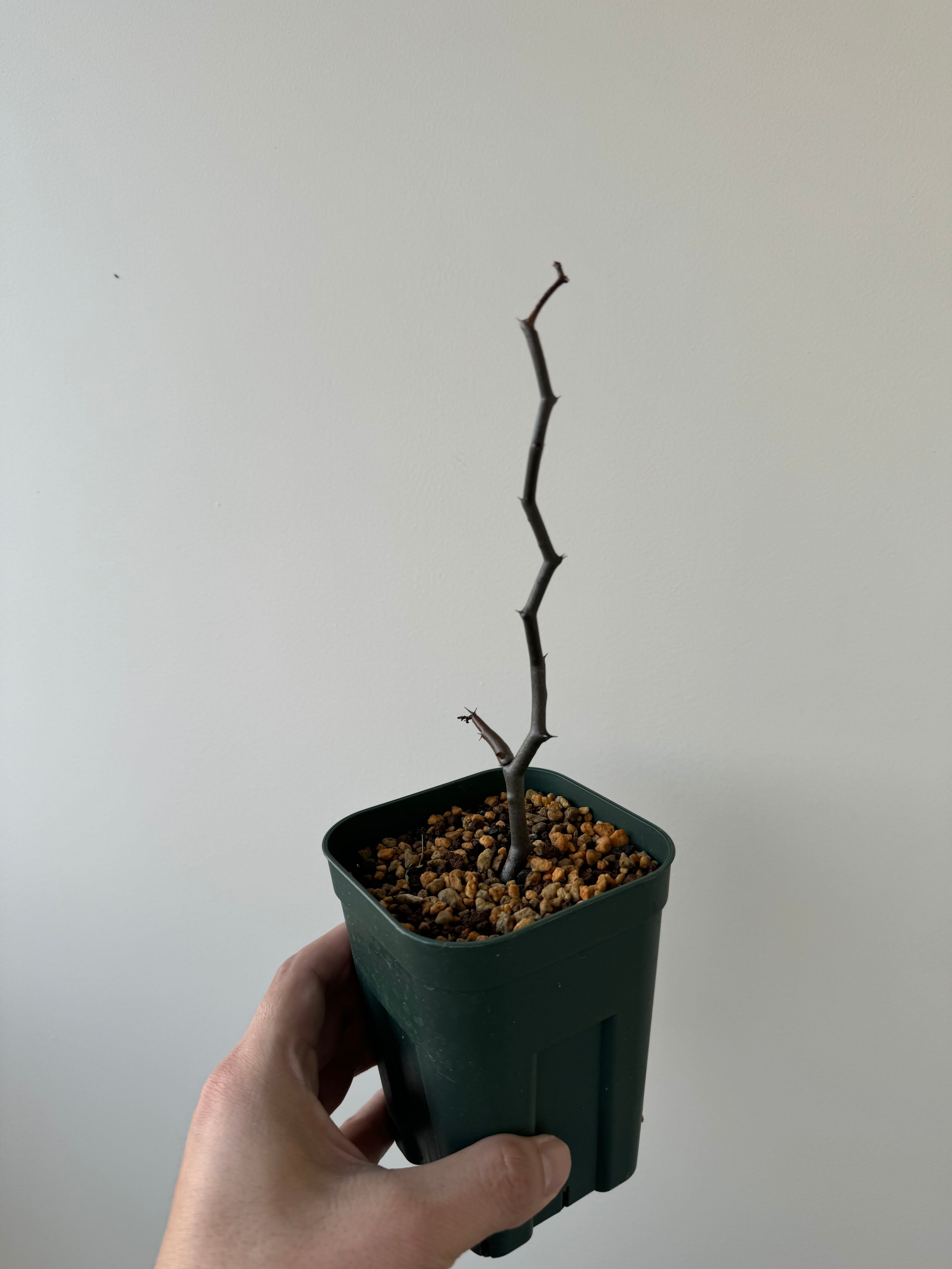 【新着】Decarya madagascariensis ジグザクの木 3【なみへいSTYLE】デカリア マダガスカリエンシス