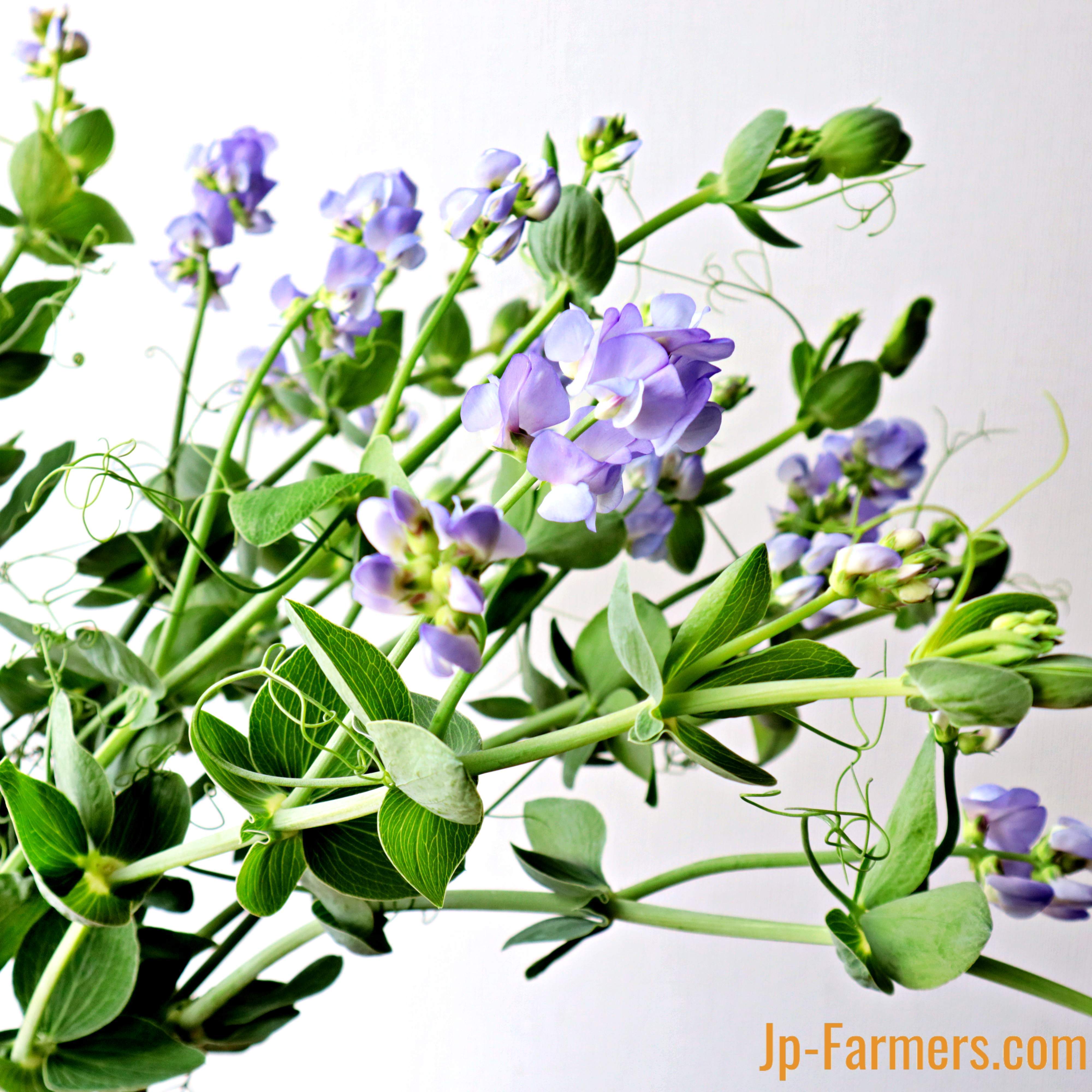 爽やかな芳香と美しい流れ JA宮崎中央 国富地区 宿根スイートピー