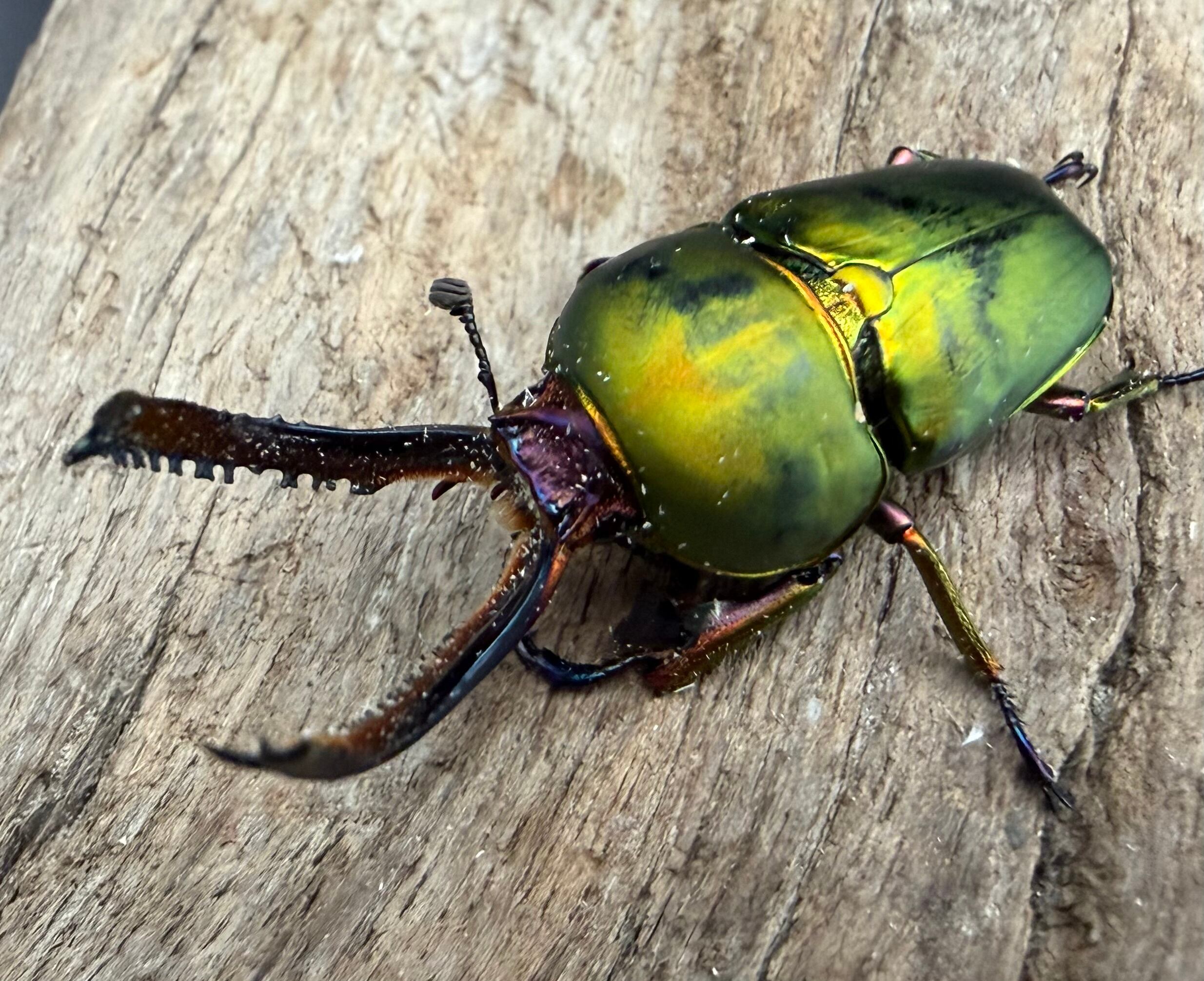 WD】《パプアキンイロクワガタ 46mm A'品ペア》 | KPW公式オンライン