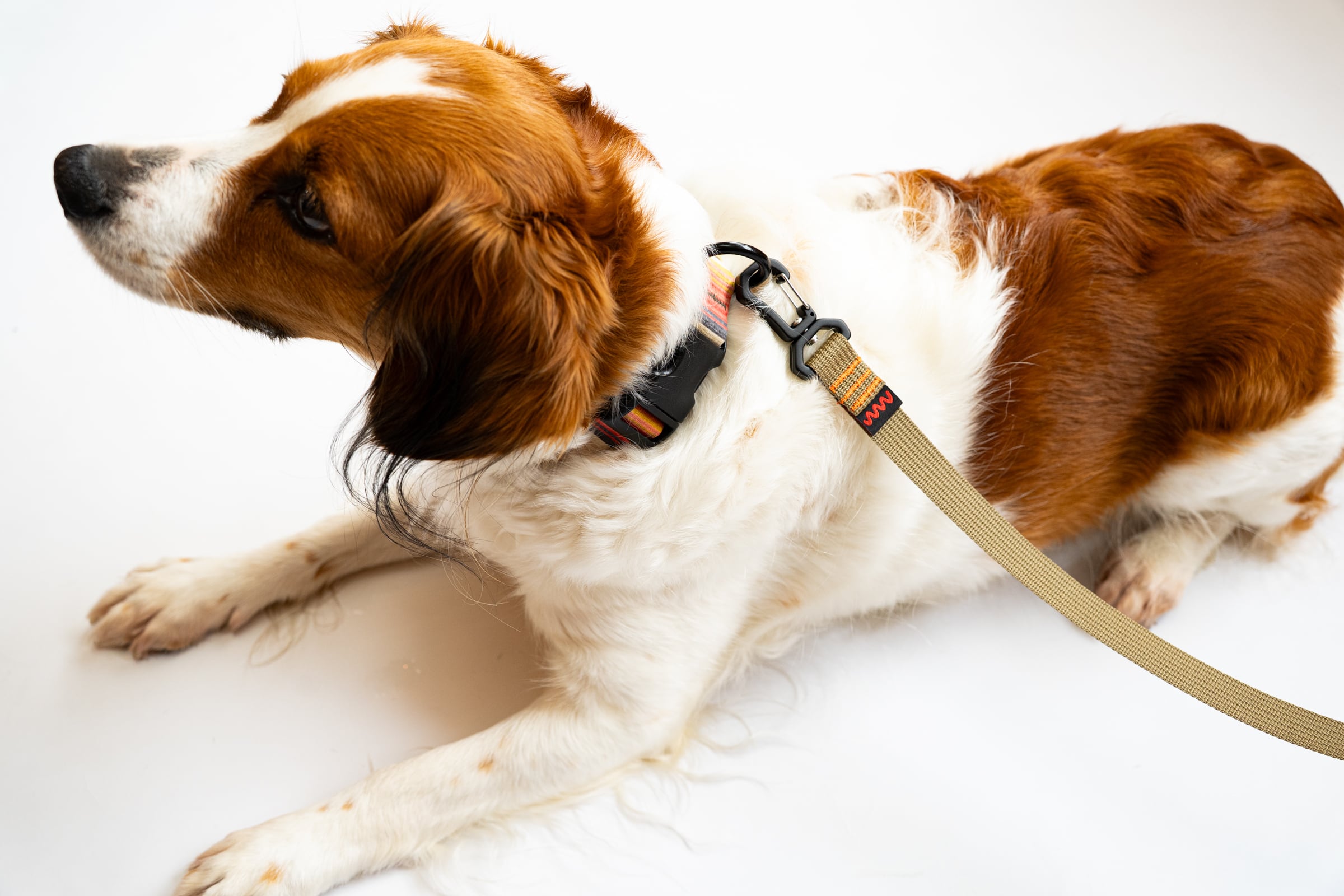 Sky dog trail leash | JINDAIJI MOUNTAIN WORKS