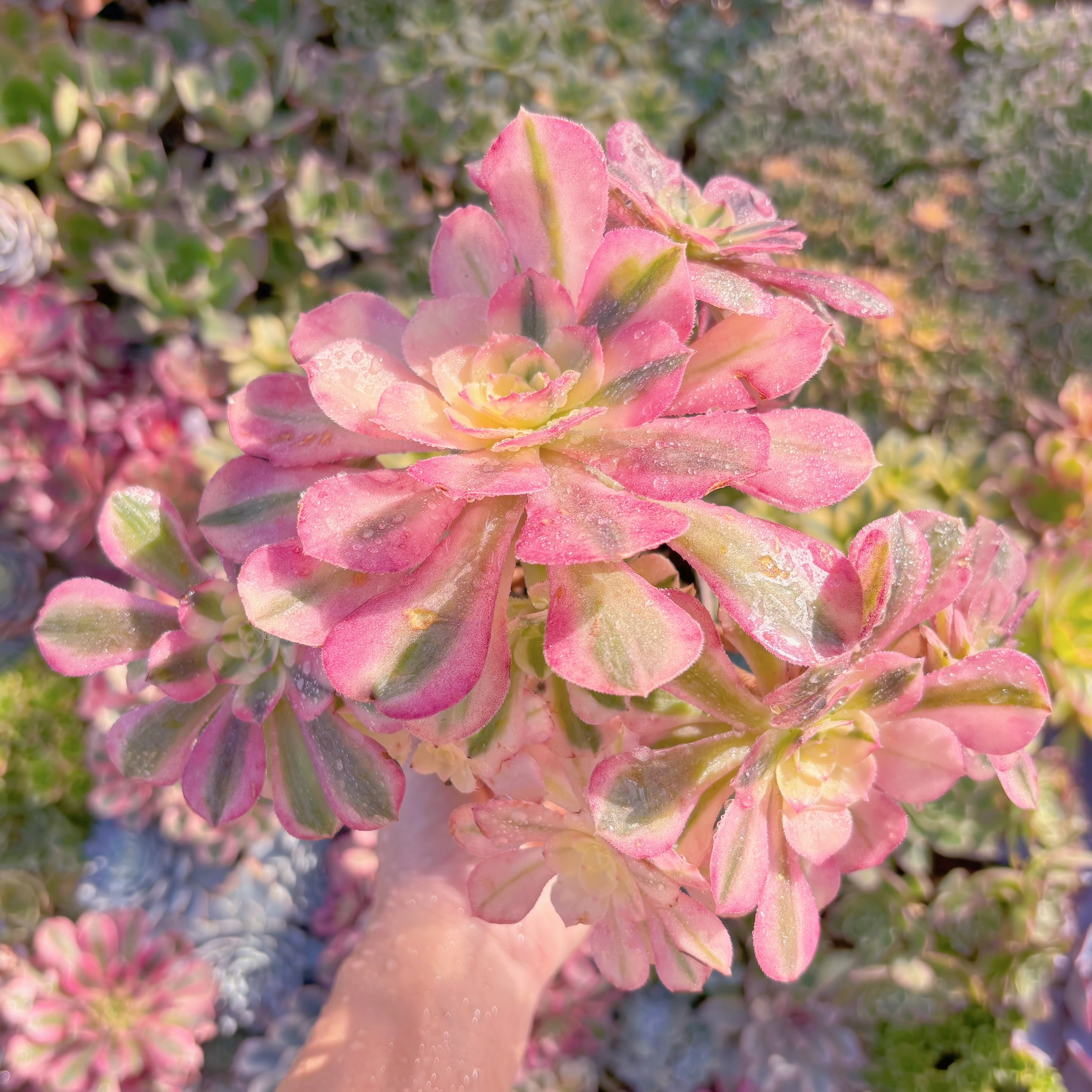 現品　美人鏡錦#542　大群生　新入荷　るる農園