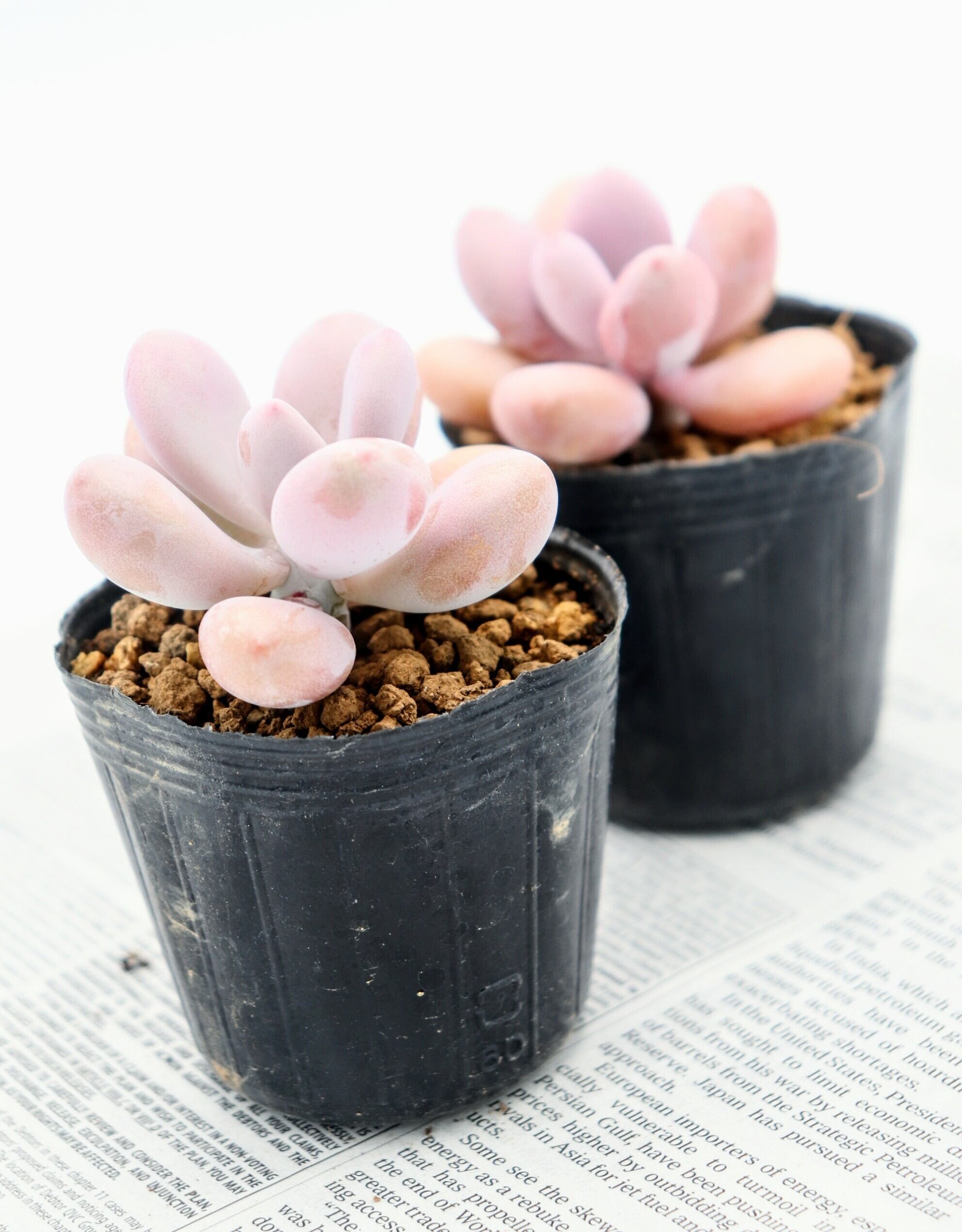 Sansevieria 'Tower Variegated' サンスベリア・タワー 斑入り | PAY ID
