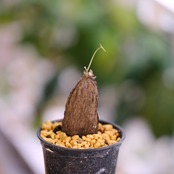 Stephania kaweesakii / ステファニア・カウィーサキ⑭ / 観葉植物<育て方・花言葉>
