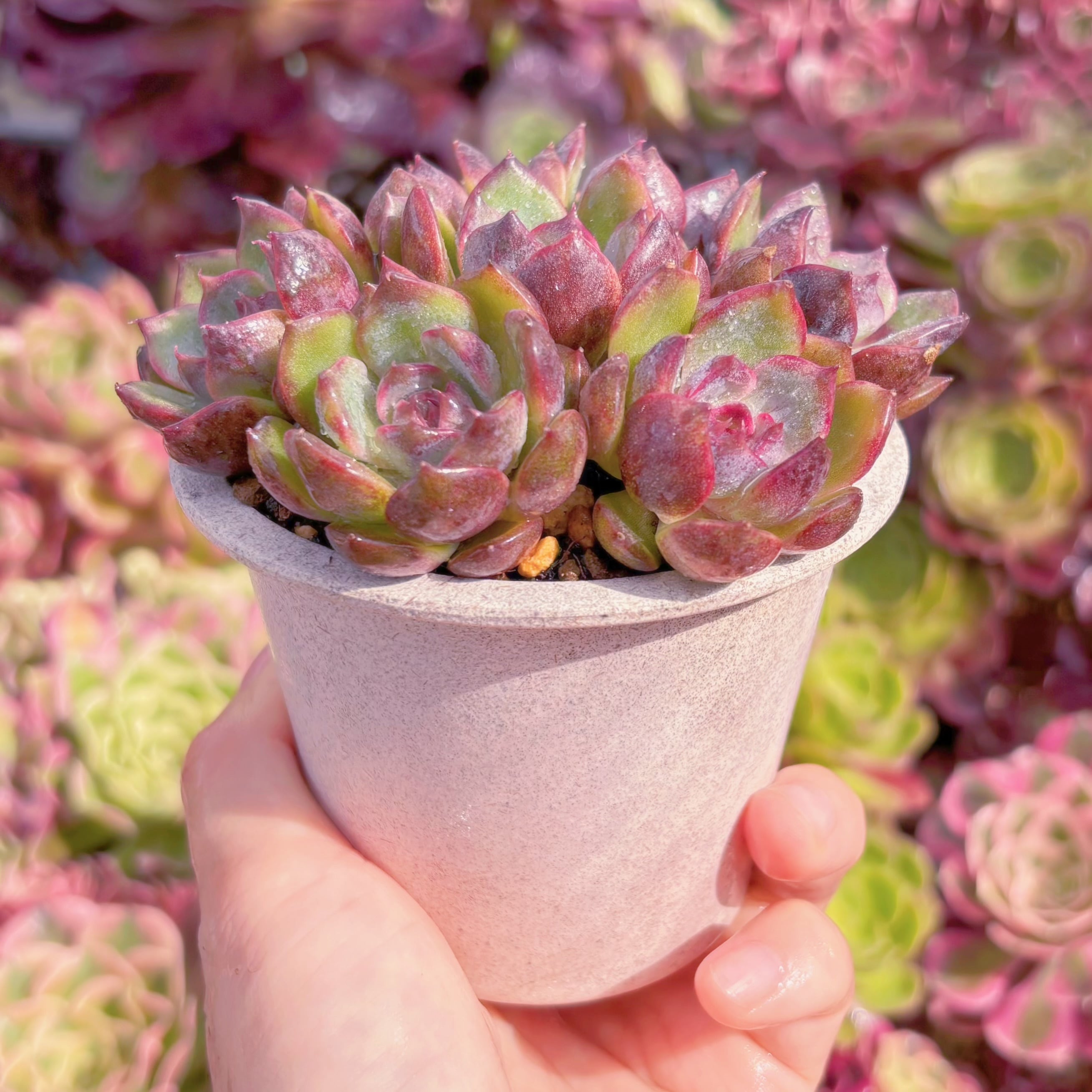 多肉植物 Black pink(7苗) 新入荷 るる農園 | るる農園~多肉植物専門