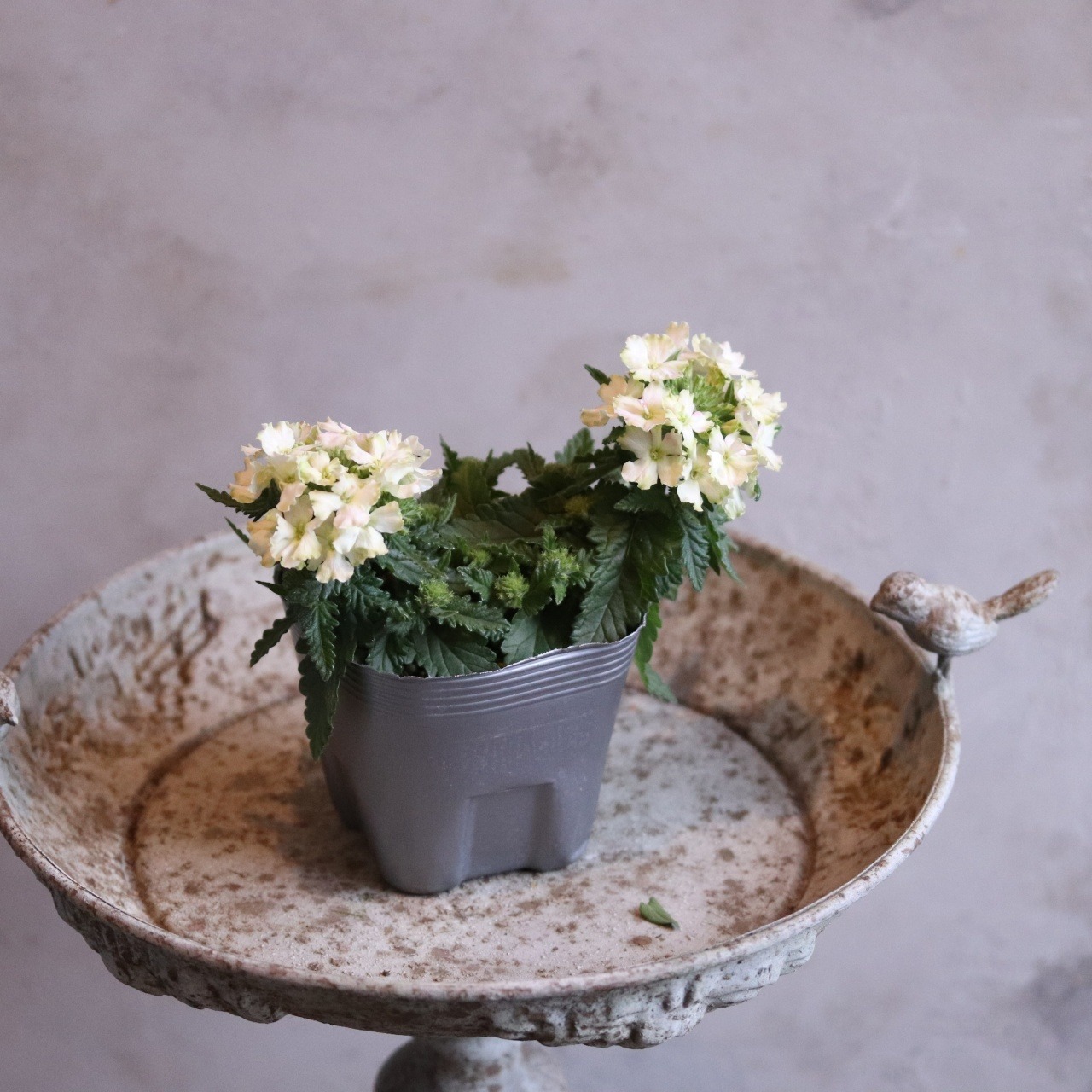 mondimanche 宿根草　バーベナ　ヴァネッサ　ライム｜寄植えにオススメ　長く楽しめるお花です