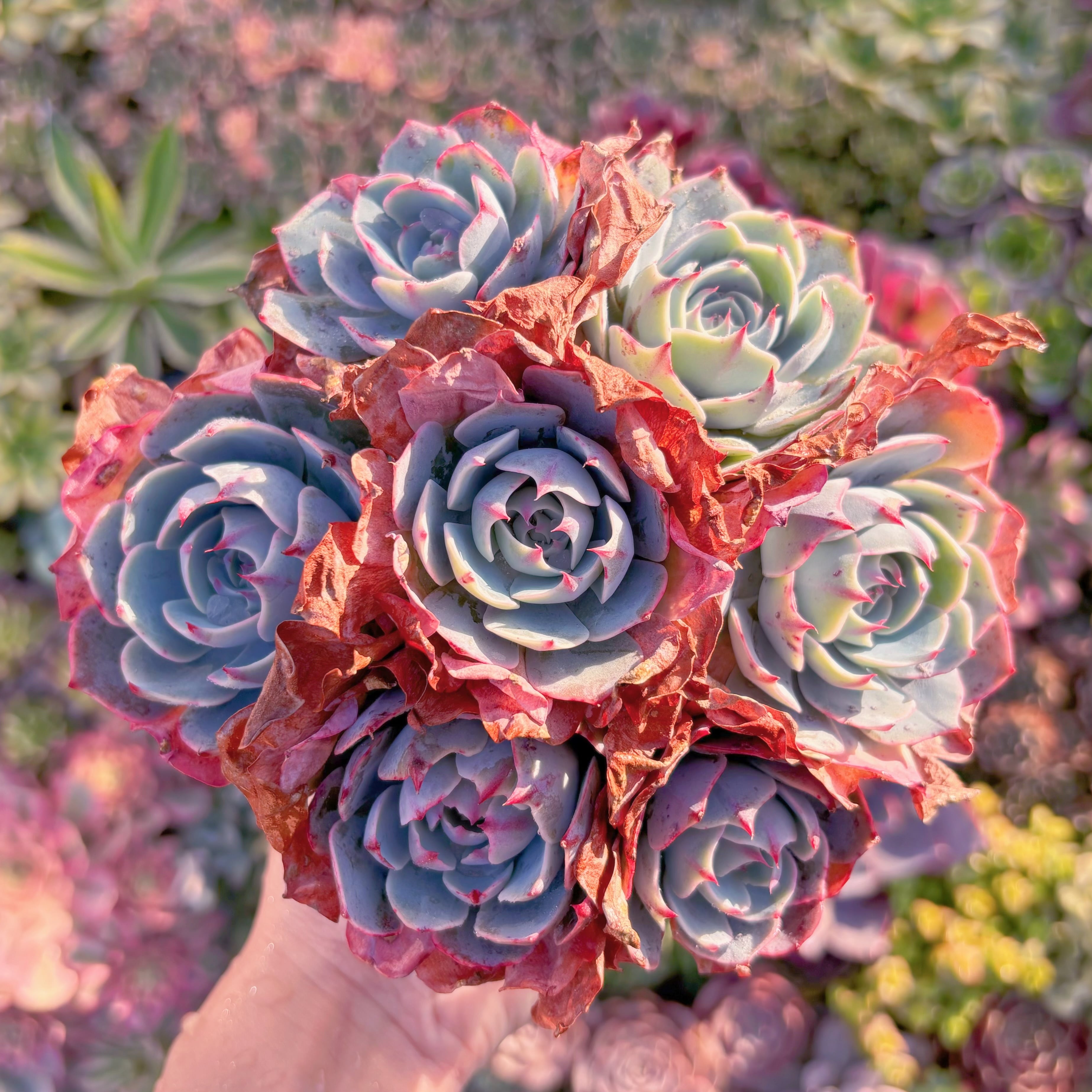 現品　アミスター#M238　特大群生　るる農園