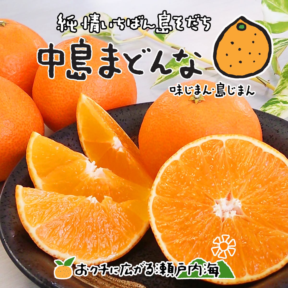 34愛媛　柑橘Queen濃厚まどんな　紅まどんな同品種　愛果28号　家庭用9kg