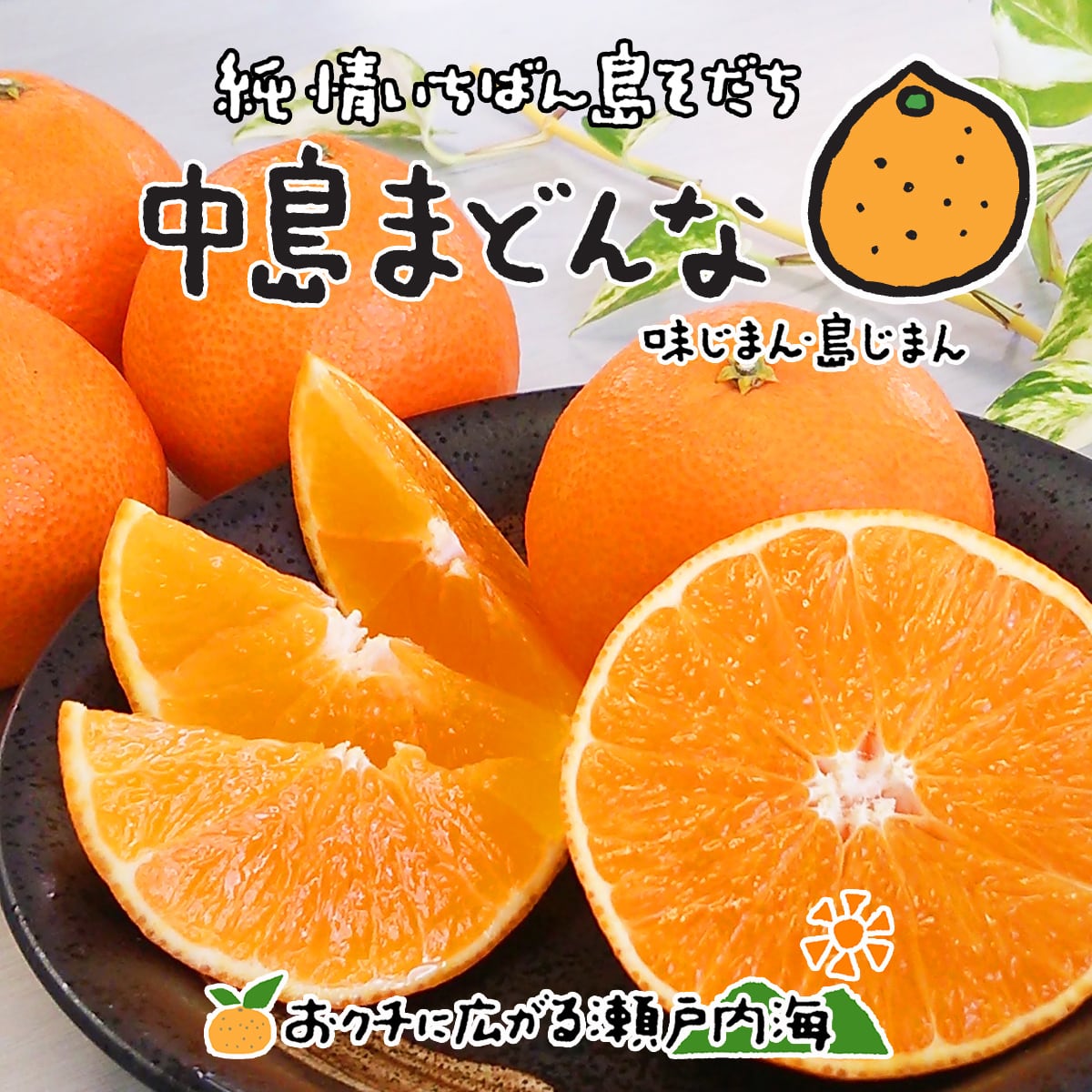 希望の島 中島まどんな 訳あり品 10kg 紅まどんなと同品種 愛媛 中島産 ...