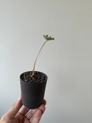 【新着】Pelargonium mirabile × GHOST WARP【冬型コーデックス】 ペラルゴニウム ミラビレ_4