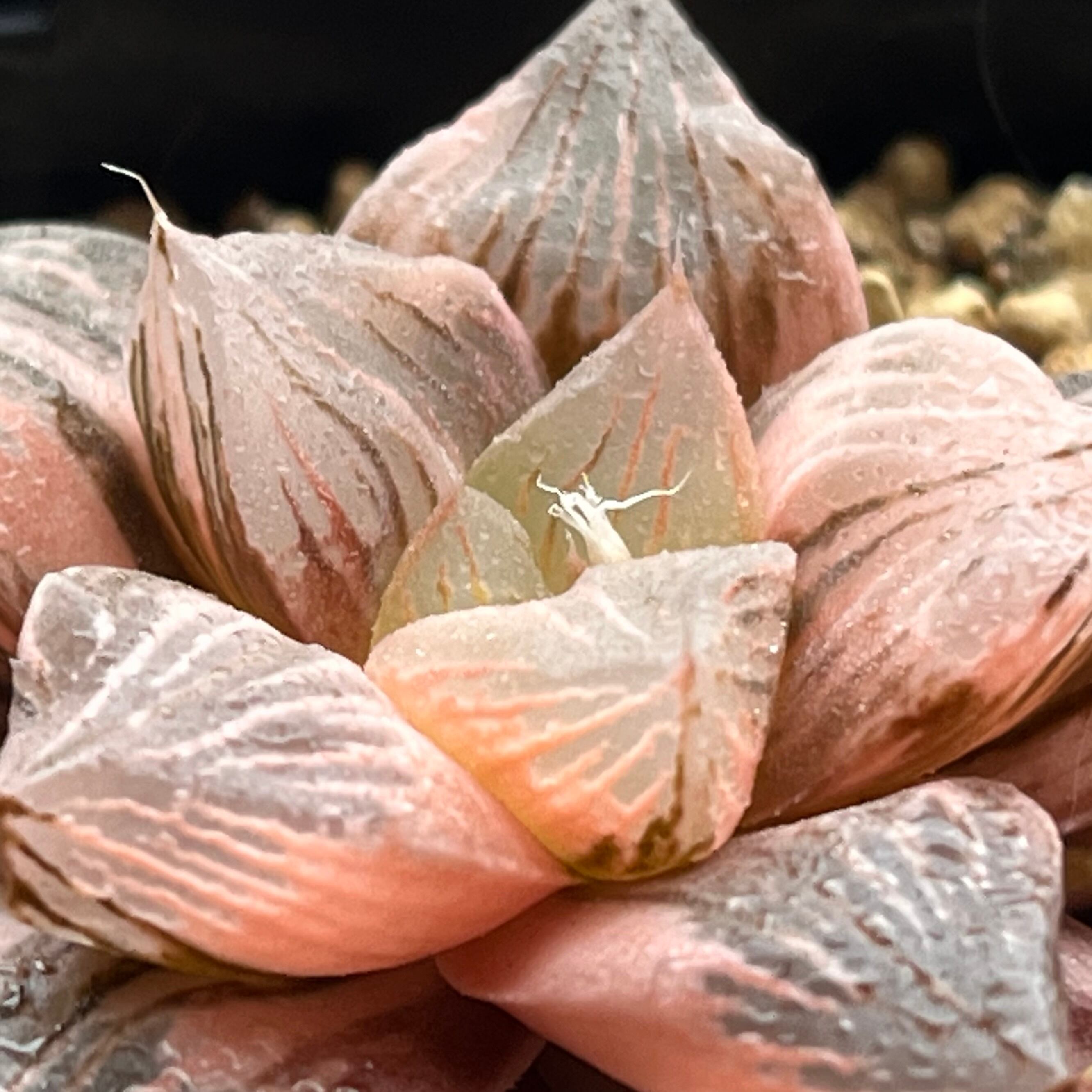 ハオルチア 玉潭寿錦 | mocono_plants
