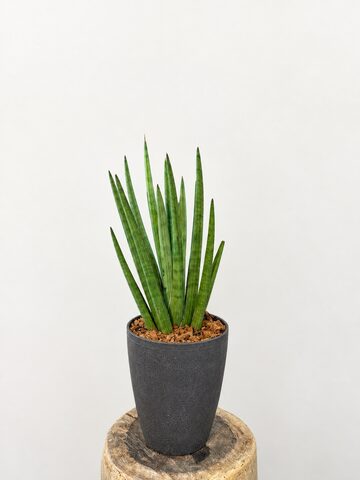 Sansevieria 'Tower Variegated' サンスベリア・タワー 斑入り | PAY ID