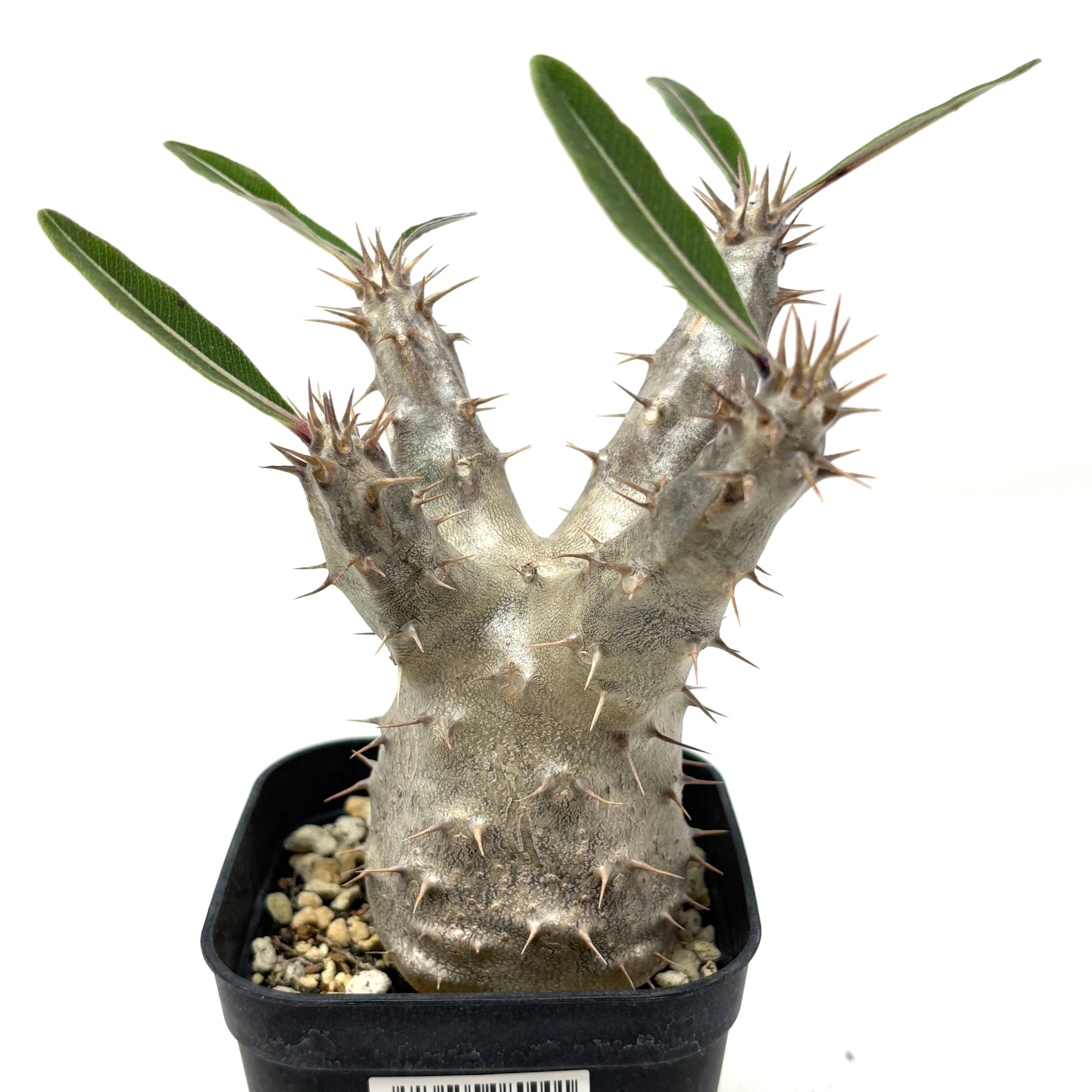 パキポディウム カクチペス 現地球 発根済み パキポディウム