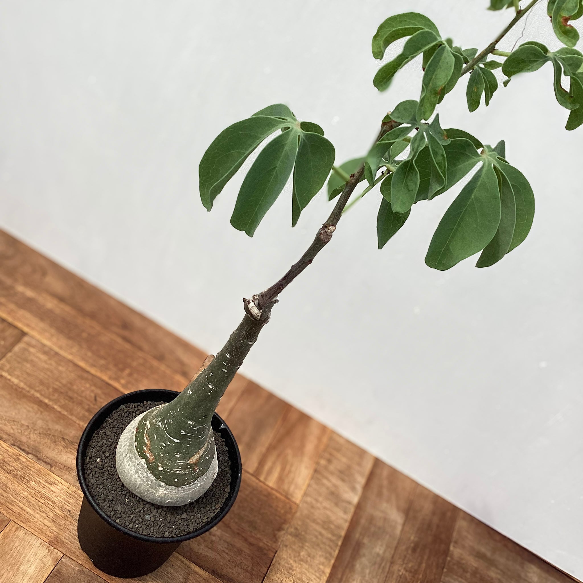 Adenia glauca【アデニア・グラウカ・実生】 | RIMO'S GREEN 【Saboten