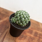 Mammillaria ‘Seiryumaru’ monstrosa【マミラリア・青龍丸モンスト】