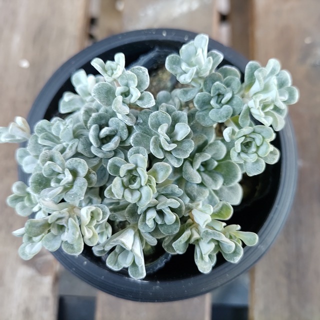 大阪府t様ご注文 4点セット Rupo 多肉植物専門店