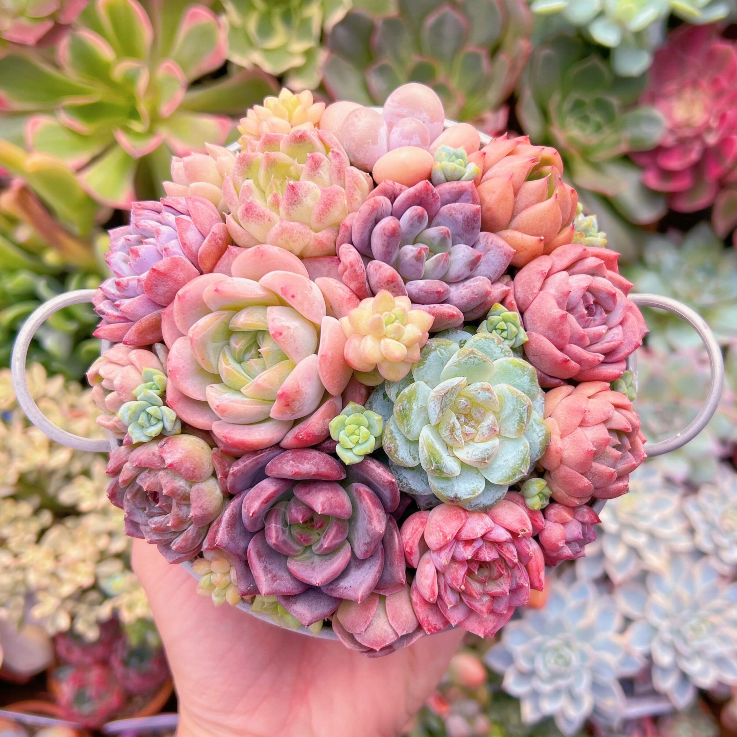 ★多肉植物　寄せ植え〜手作り　木製HOUSE ピンクお屋根のうさぎさん寄せ〜★ ☆多肉植物 寄せ植え〜手作り 木製HOUSE ピンクお屋根のうさぎさん寄せ