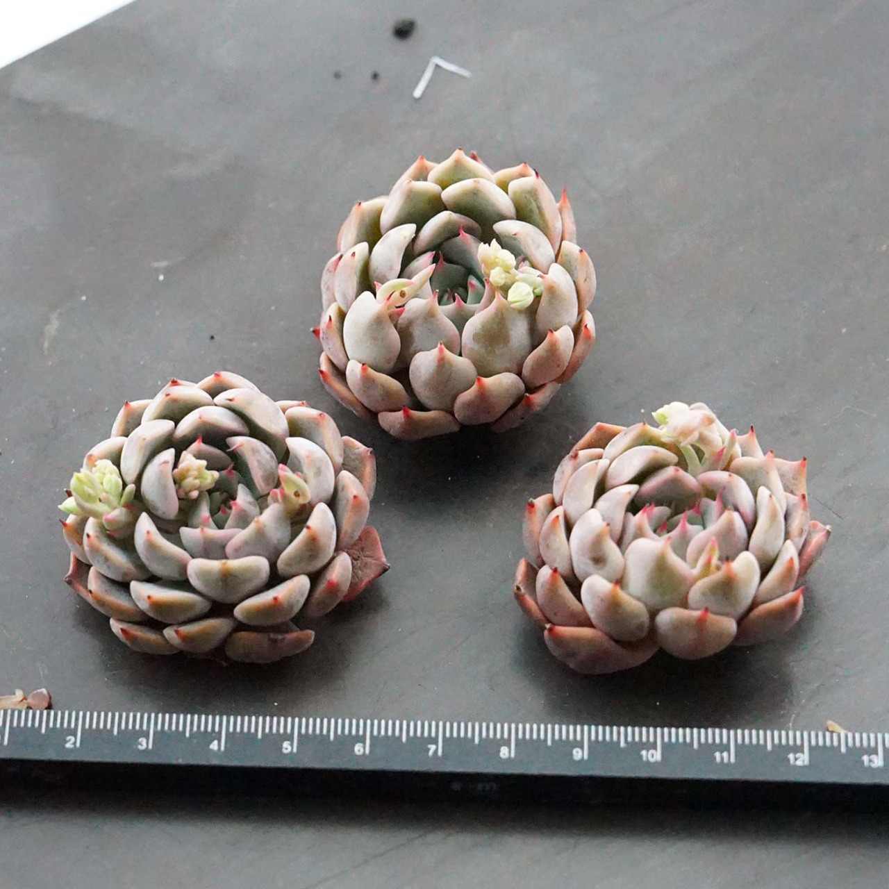 カット苗 テキセンシス ロゼア 小苗 Echeveria 'Texensis Rosea'